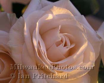 Photograph of White Rose in Morning from www.MilwaukeePhotos.com (C) Ian Pritchard